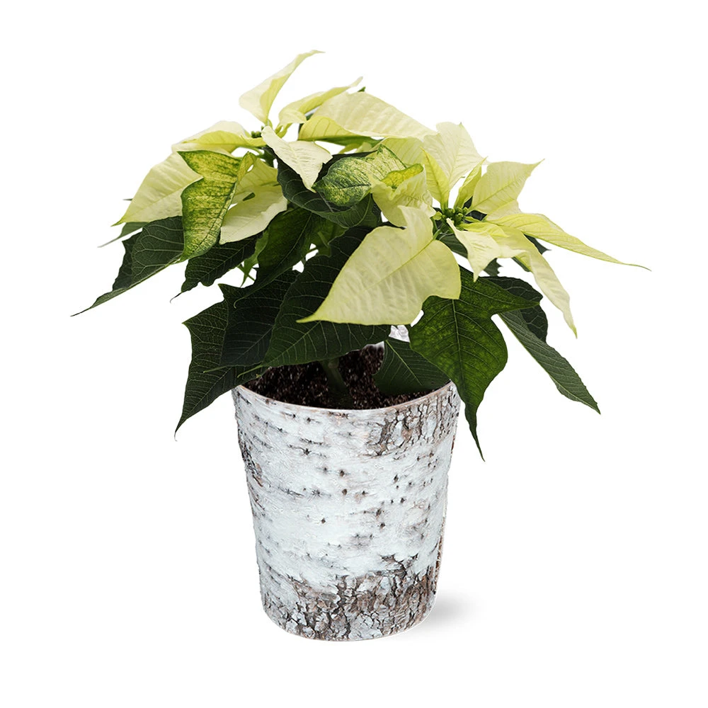White Poinsettia In Birch Pot - Image 2