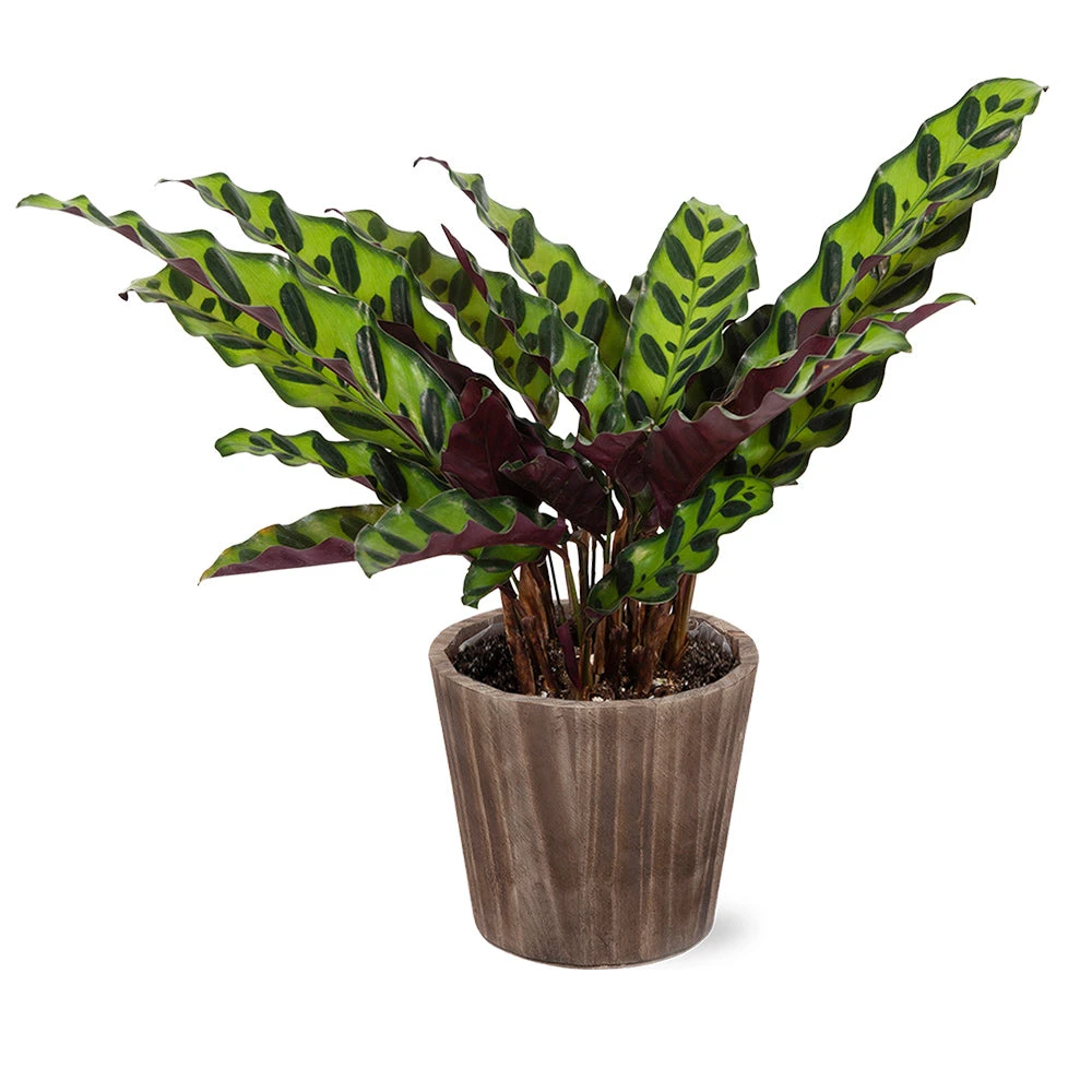 Calathea Rattlesnake With Decorative Pot - Image 9