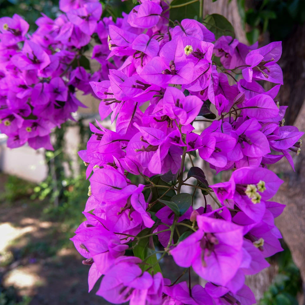 Alexandra Bougainvillea - Image 2