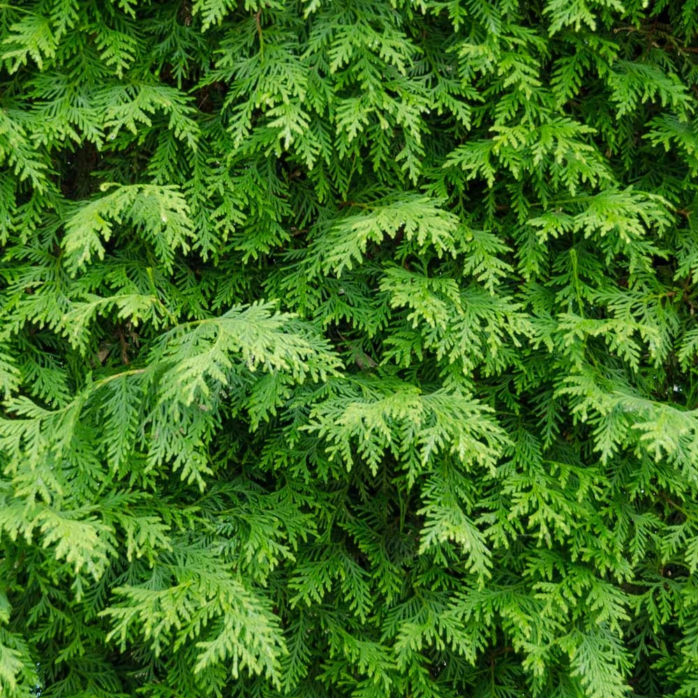 American Arborvitae Tree - Image 3
