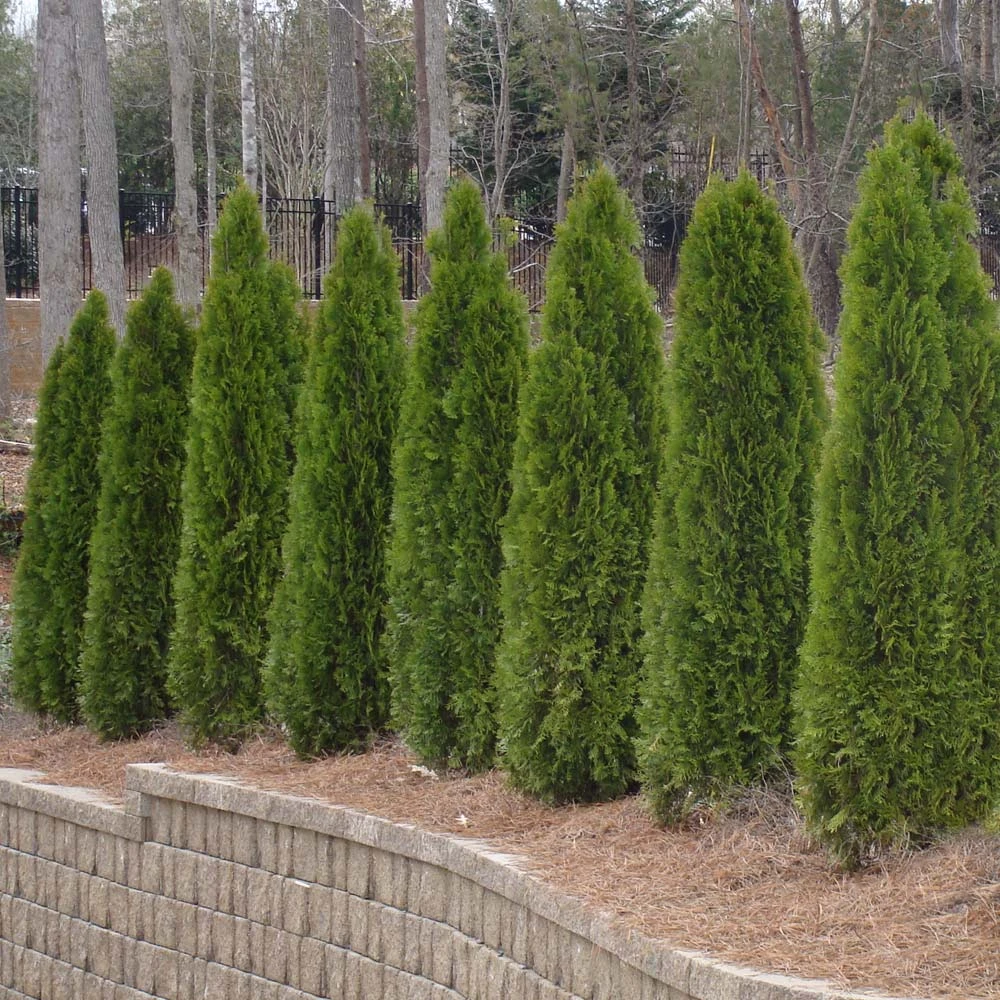 American Arborvitae Tree - Image 4