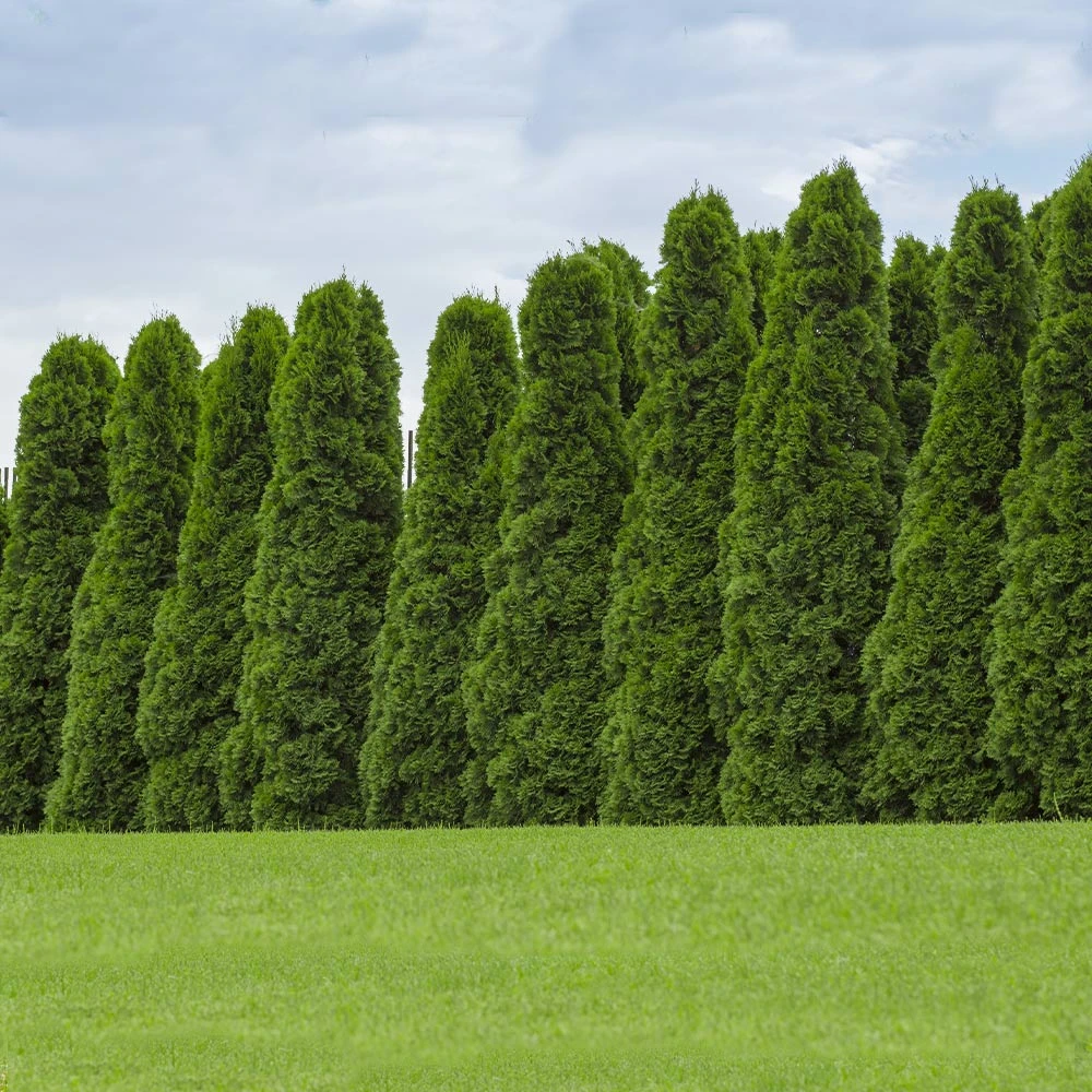 American Arborvitae Tree - Image 2