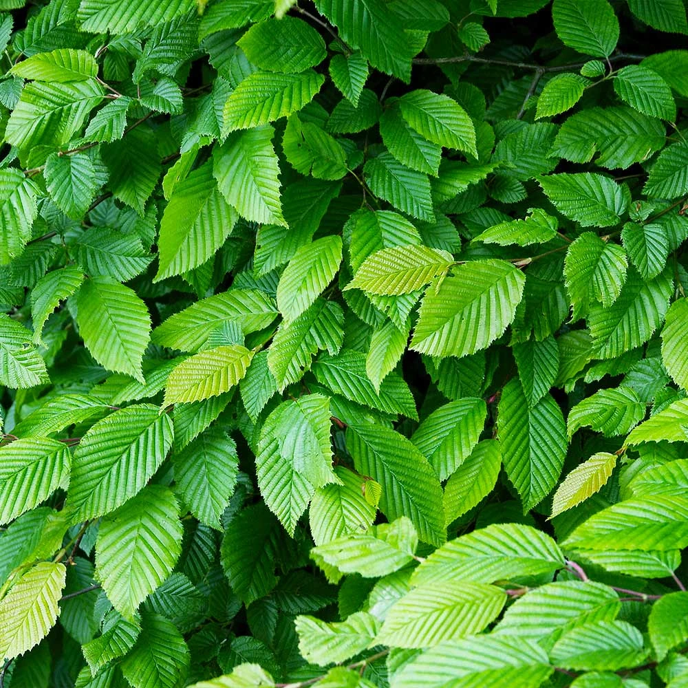 American Elm Tree - Image 3