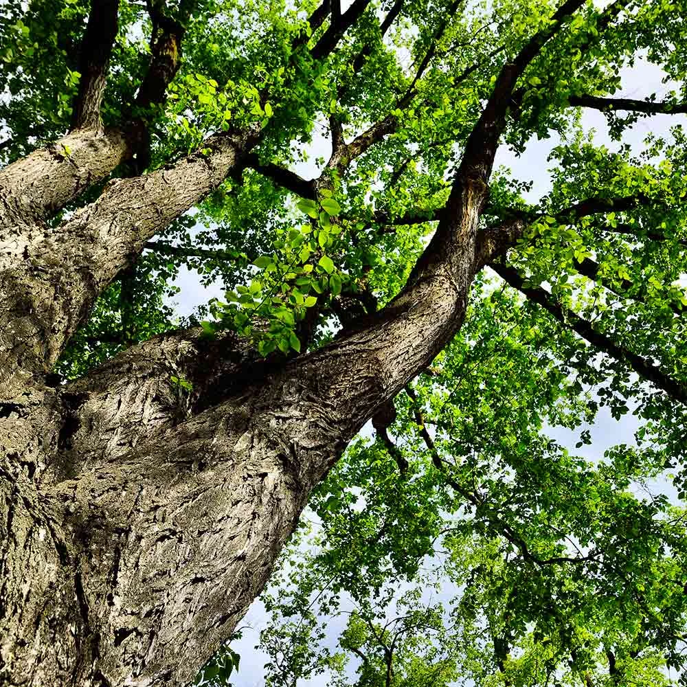 American Elm Tree - Image 6
