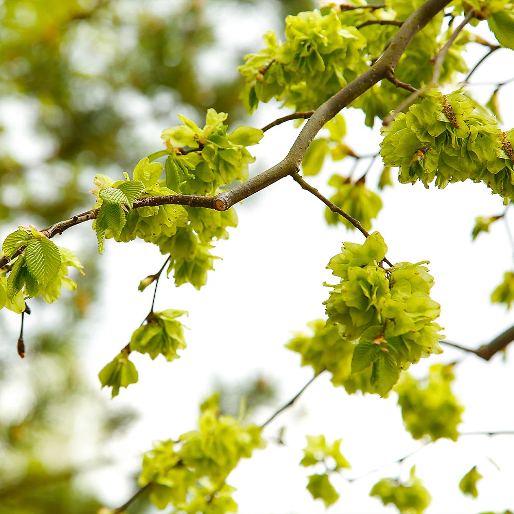 American Elm Tree - Image 5