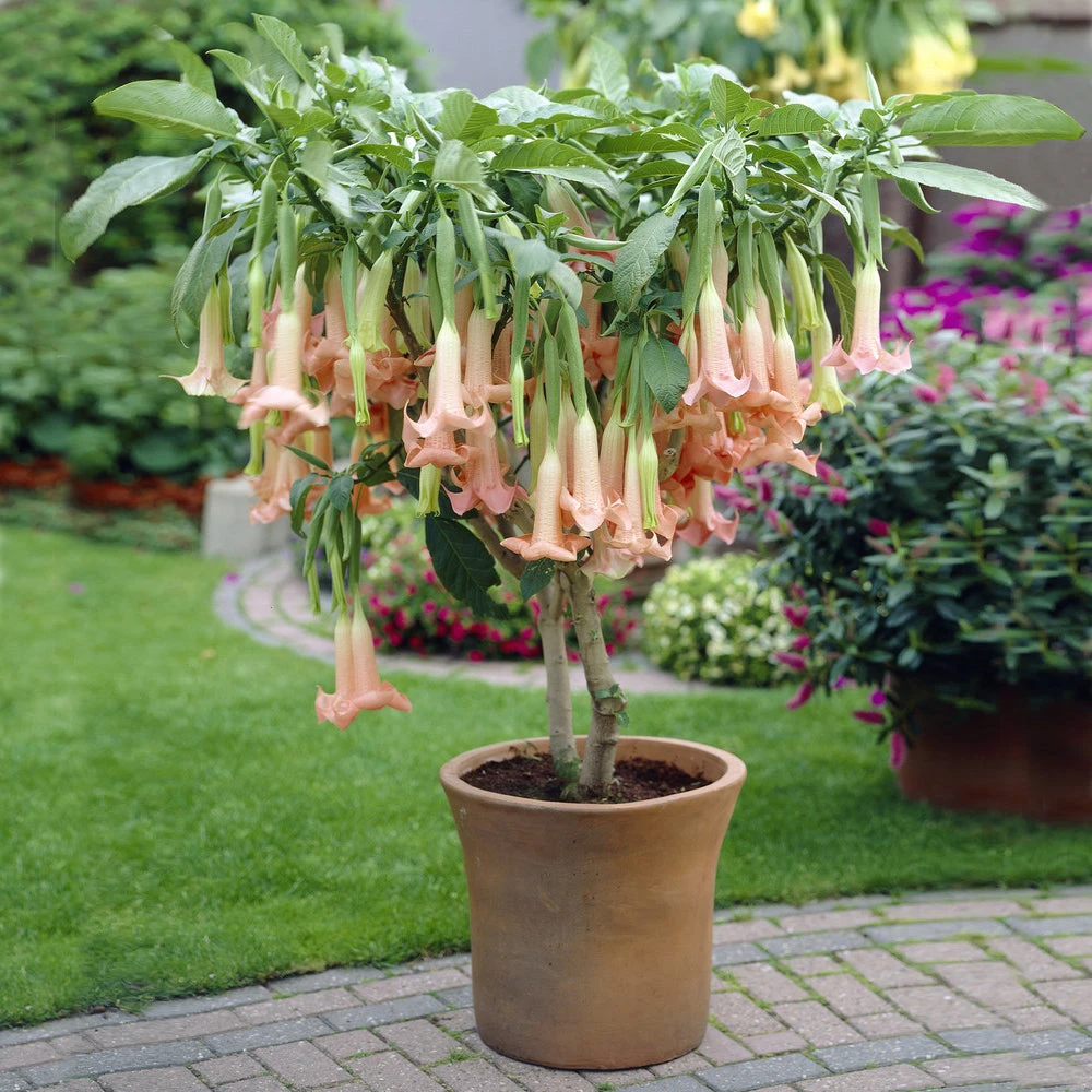 Peach Angel Trumpet Tree - Image 2