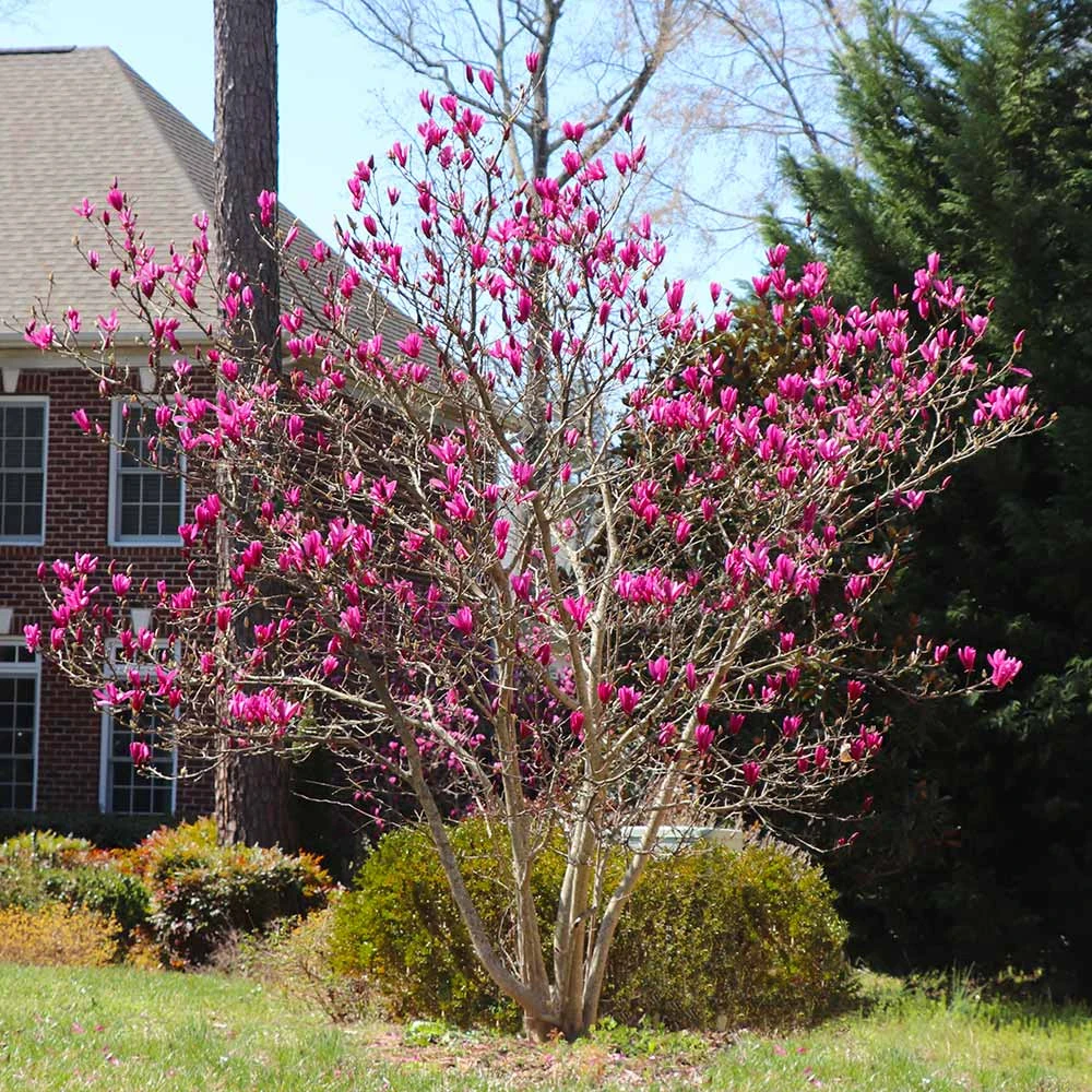 Ann Magnolia Tree - Image 4