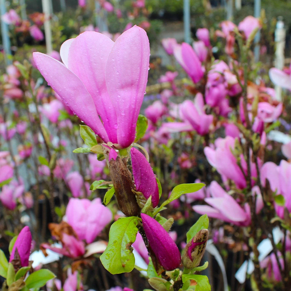 Ann Magnolia Tree - Image 3