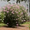 Aphrodite Rose Of Sharon Althea Shrub