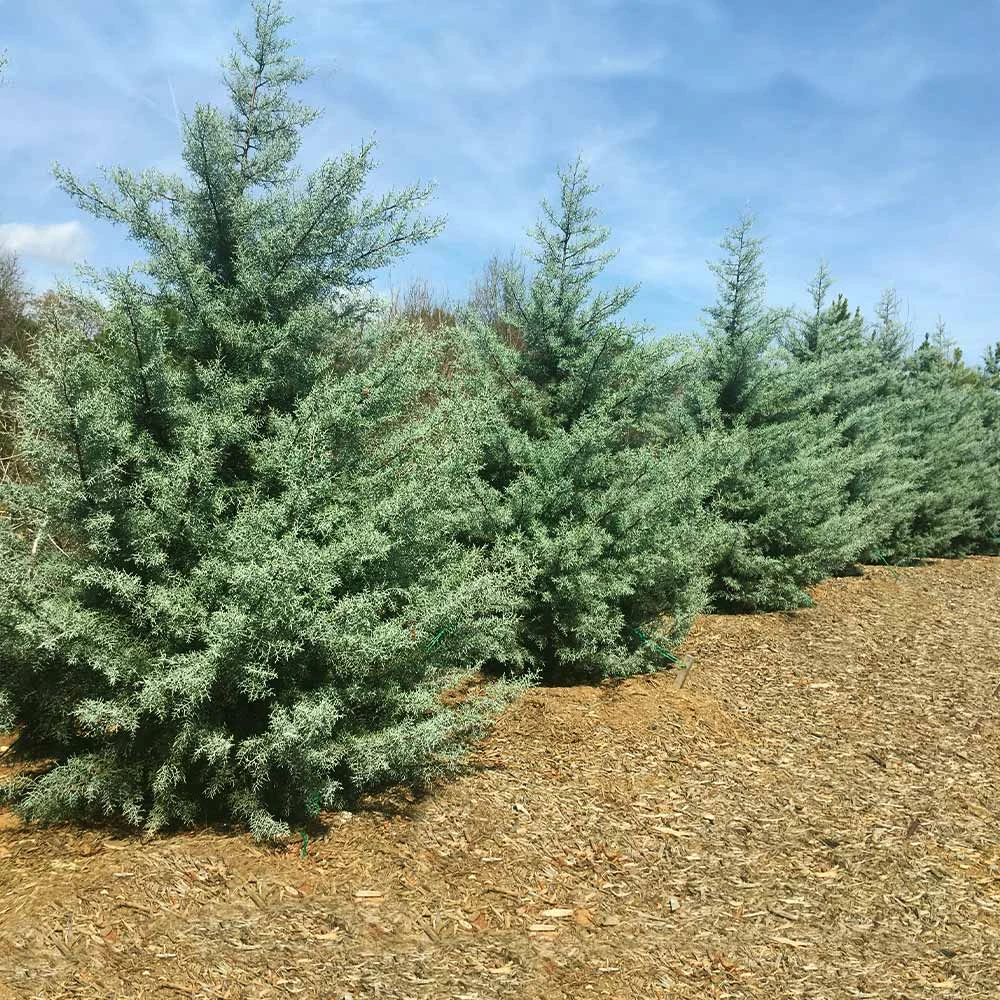 Drought-Tolerant Evergreen Tree - Image 2