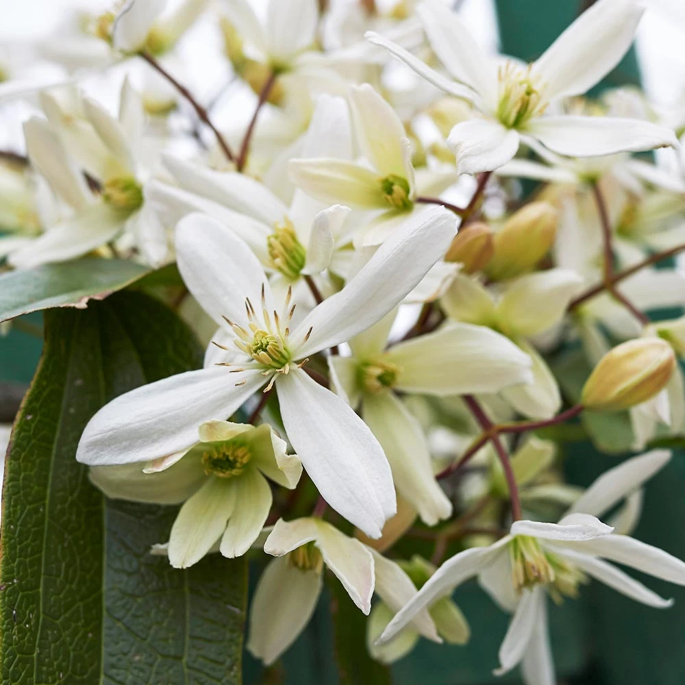 Armandii Clematis Vine - Image 3