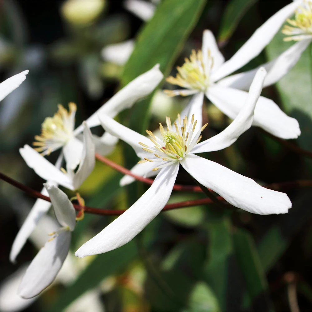 Armandii Clematis Vine - Image 2