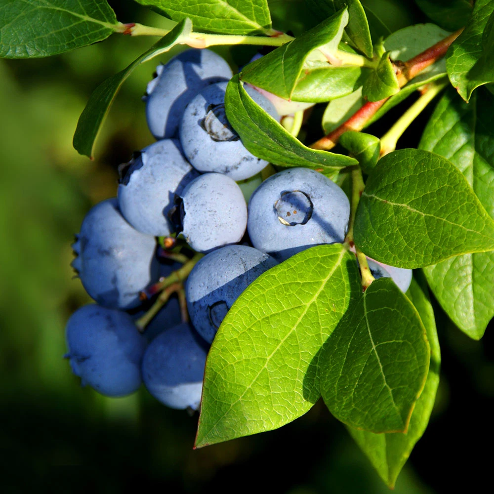 Aurora Blueberry Bush - Image 2
