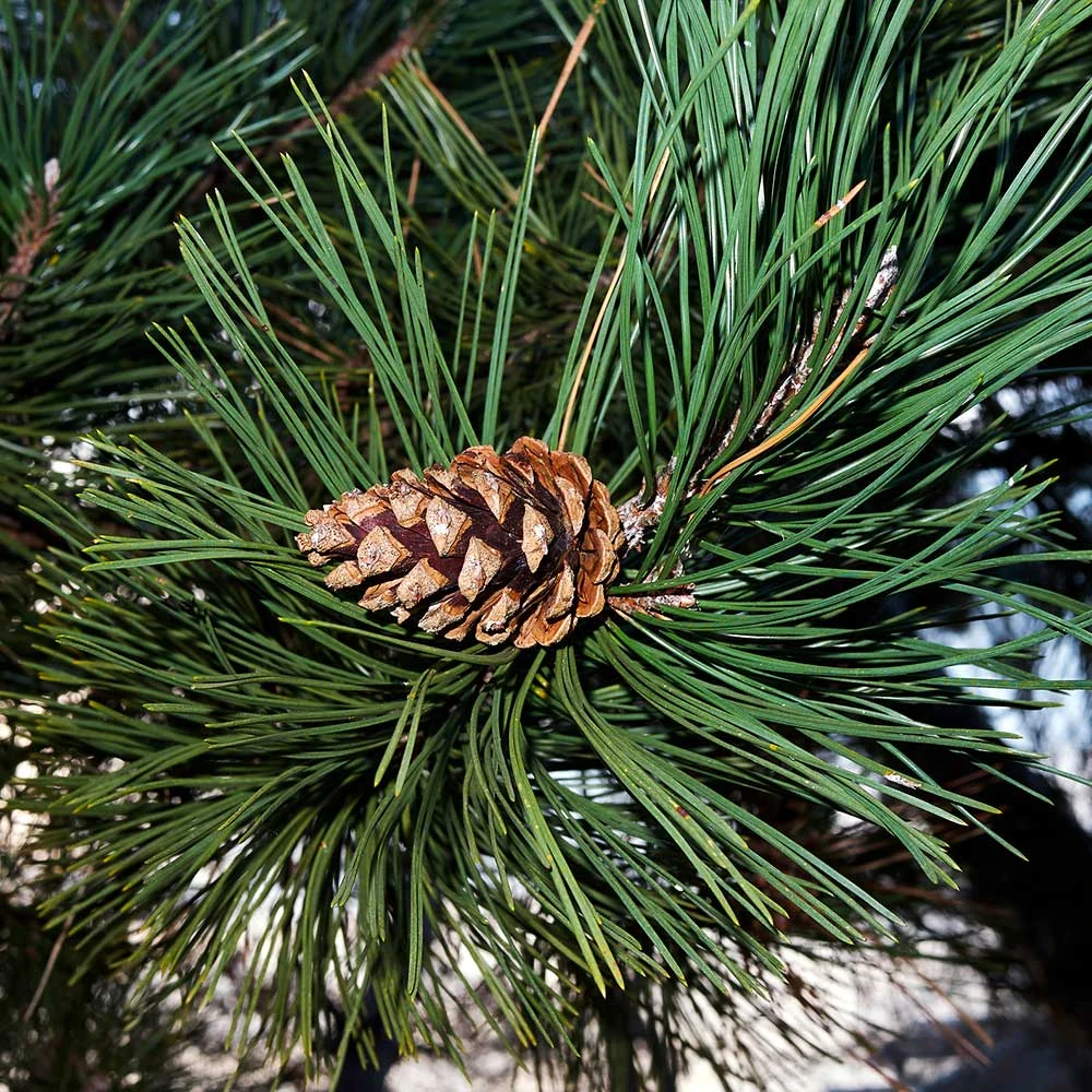 Austrian Pine Tree - Image 4