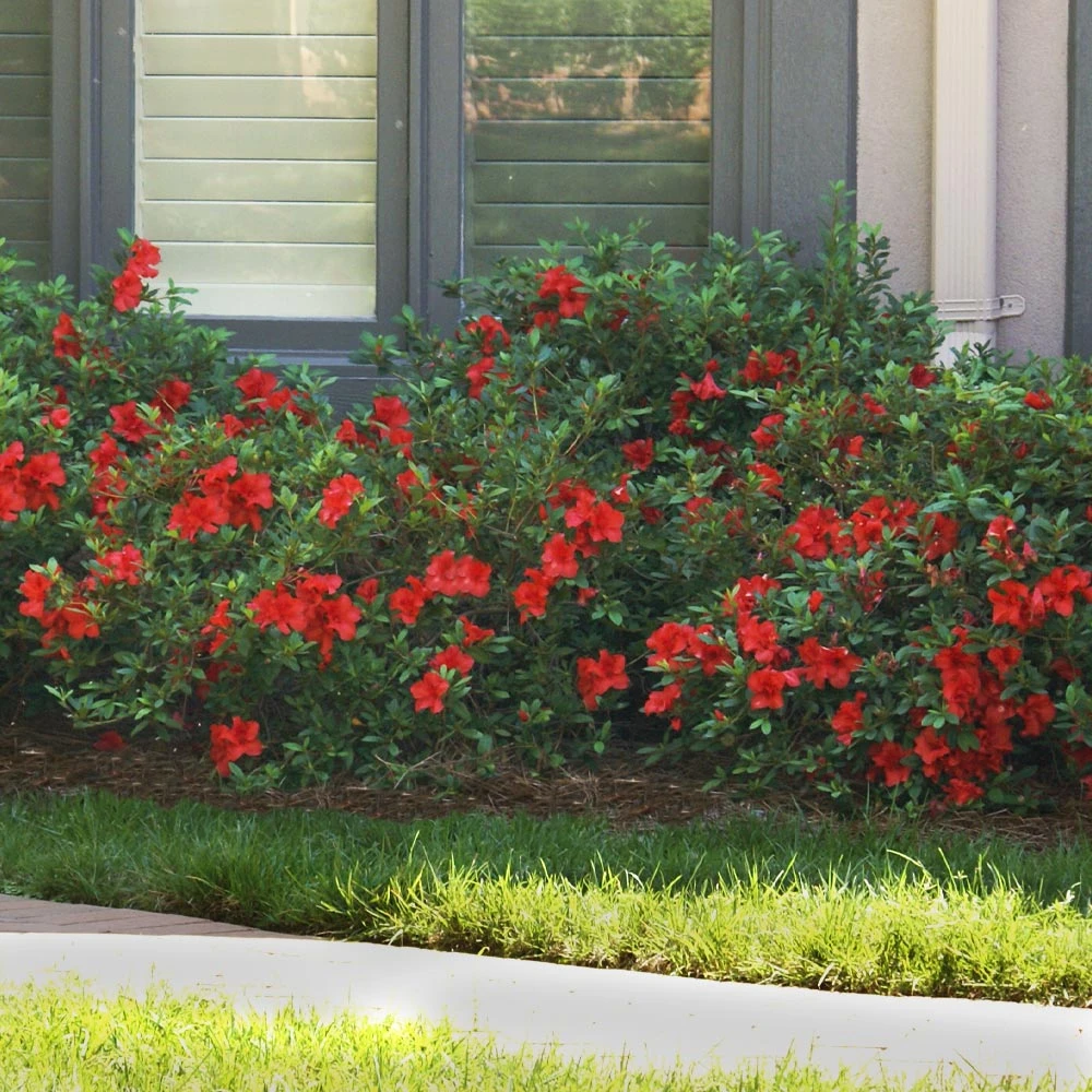 Autumn Fire® Encore® Azalea Shrub - Image 4