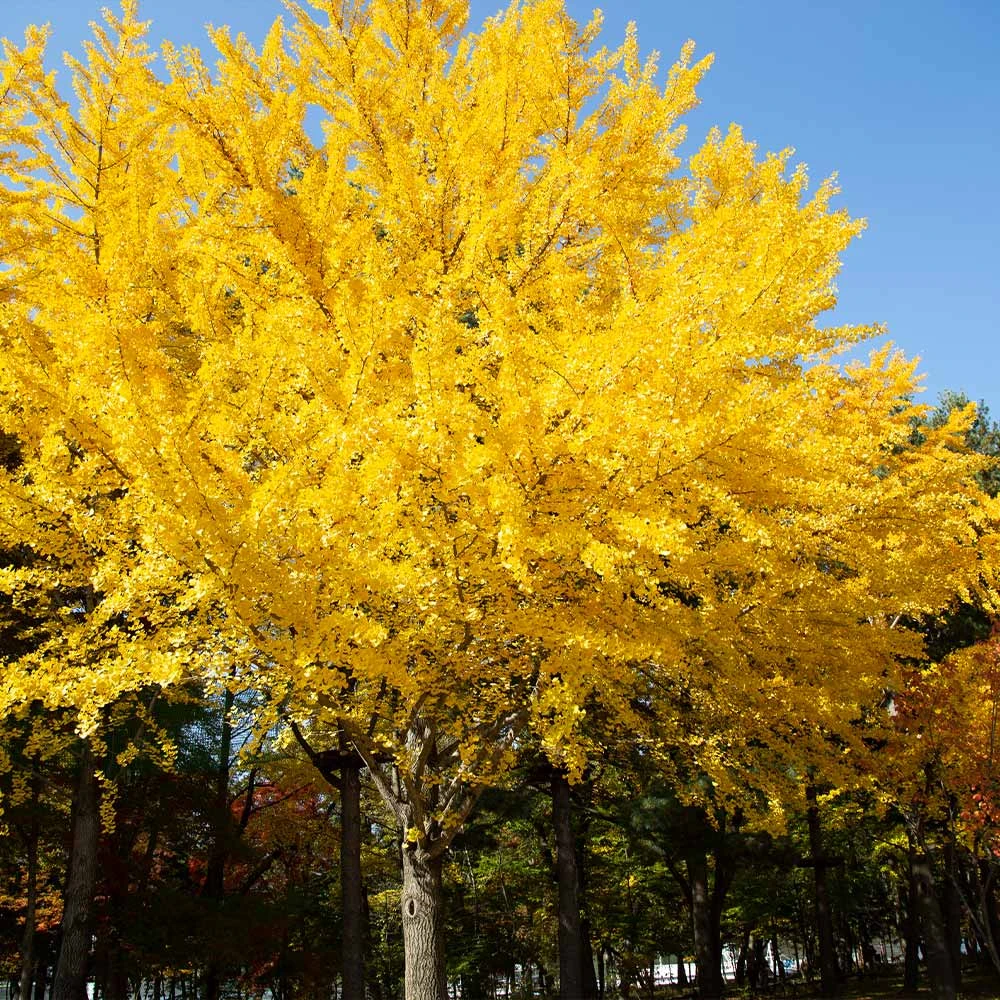 Autumn Gold Ginkgo Tree - Image 2
