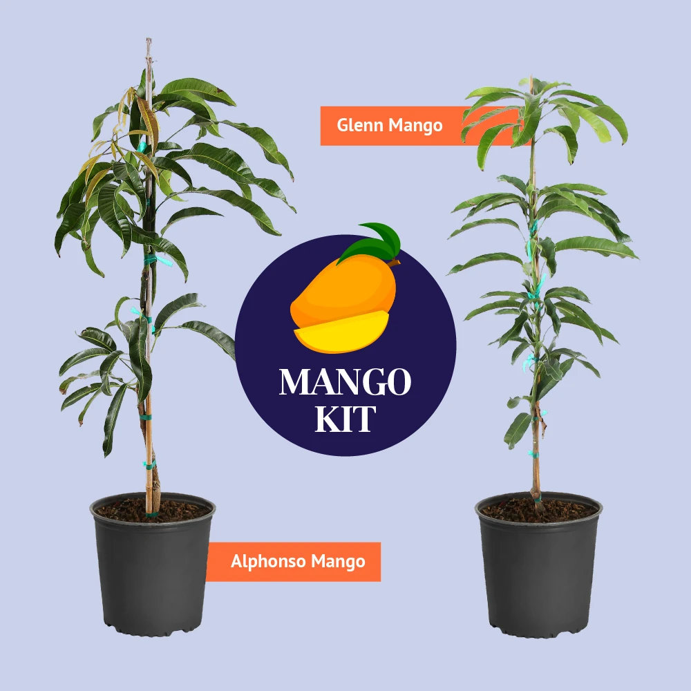 Glenn Mango Tree - Image 8