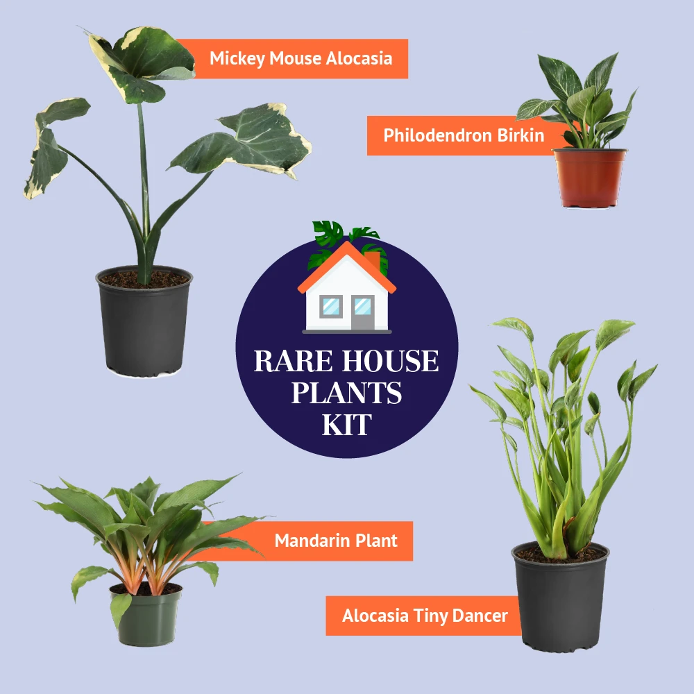 Rare House Plant Kit - Image 3
