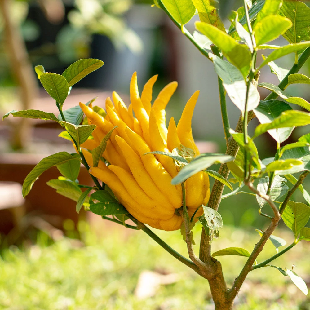 Buddha's Hand Citron Tree - Image 2