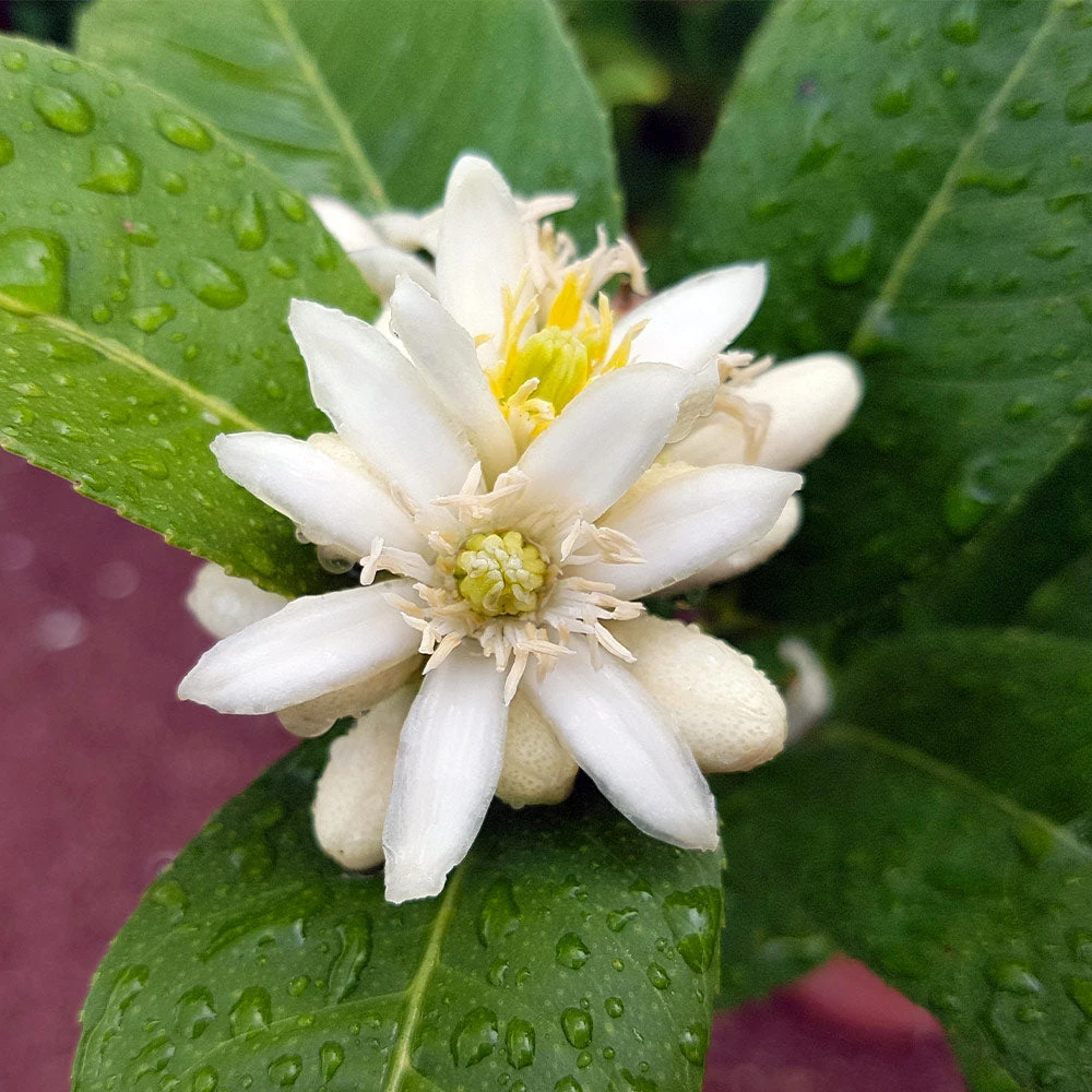 Buddha's Hand Citron Tree - Image 5