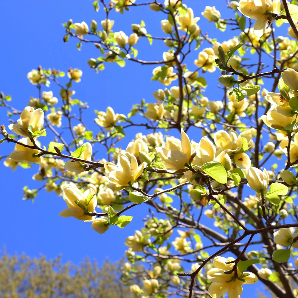 Butterfly Magnolia Tree - Image 4