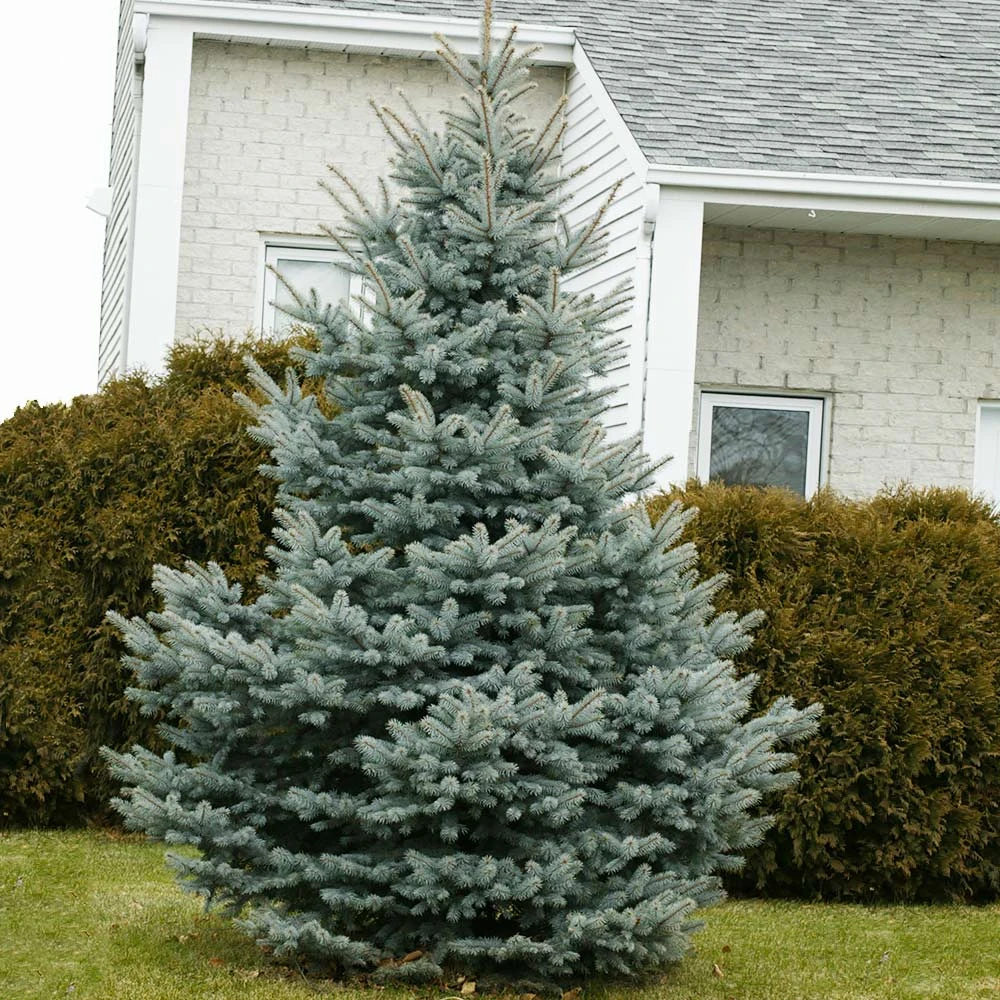 Baby Blue Spruce Tree - Image 3