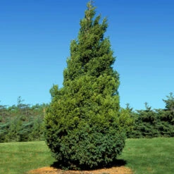 Baby Giant Thuja Tree