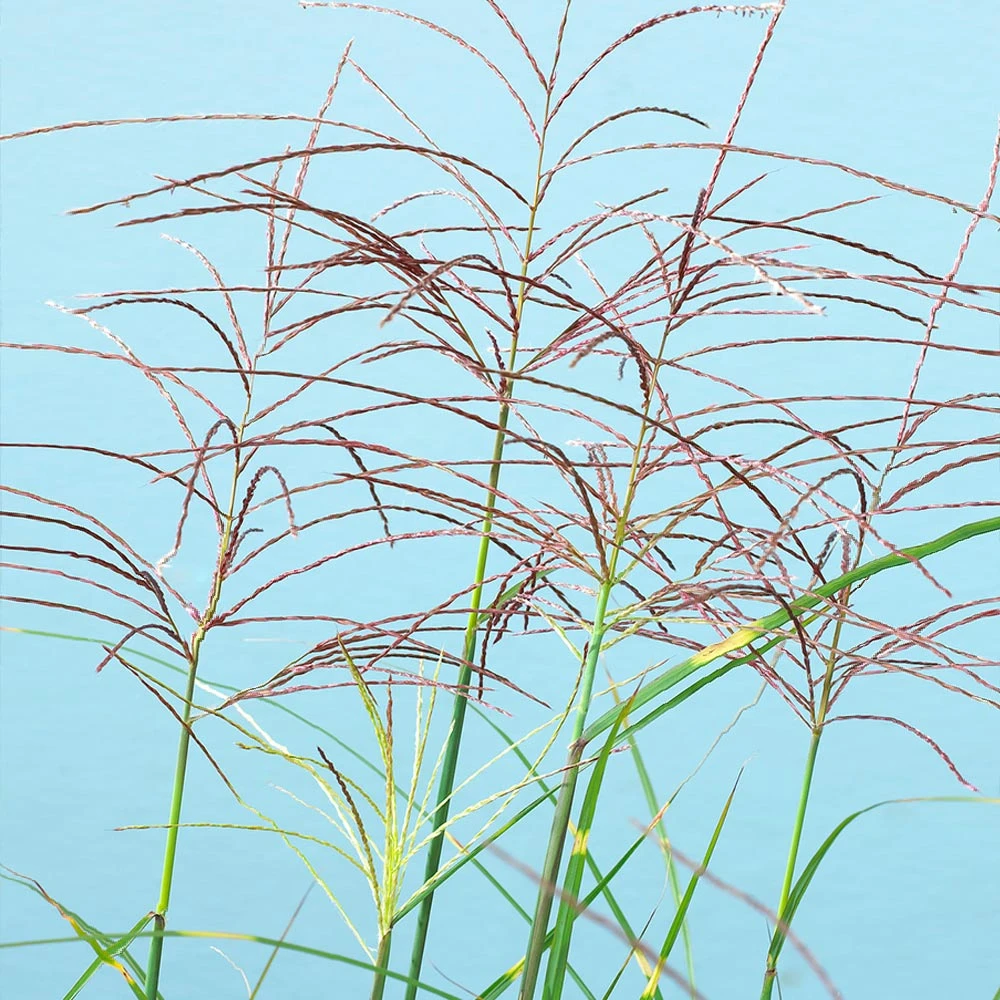 Miscanthus Bandwidth (Chinese Silver Grass) - Image 3