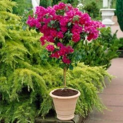 Pink Bougainvillea Tree