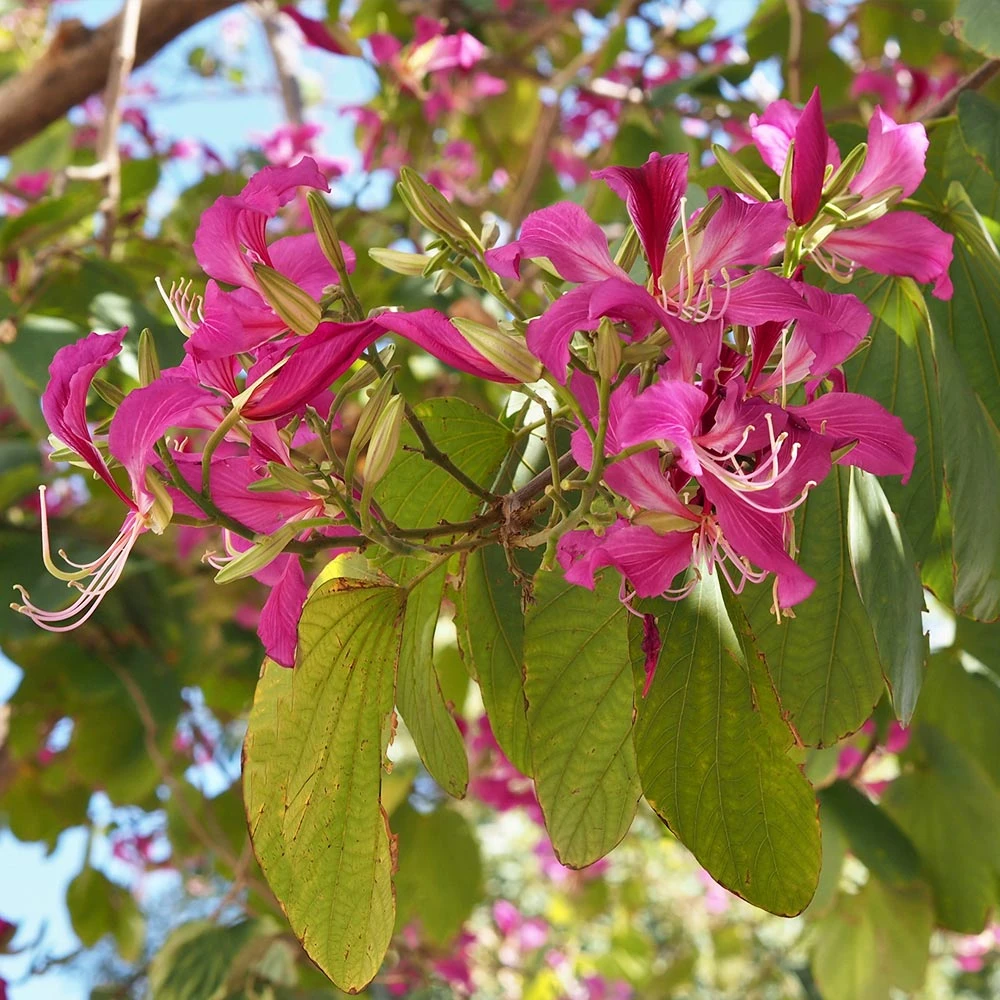 Hong Kong Orchid Tree - Image 6