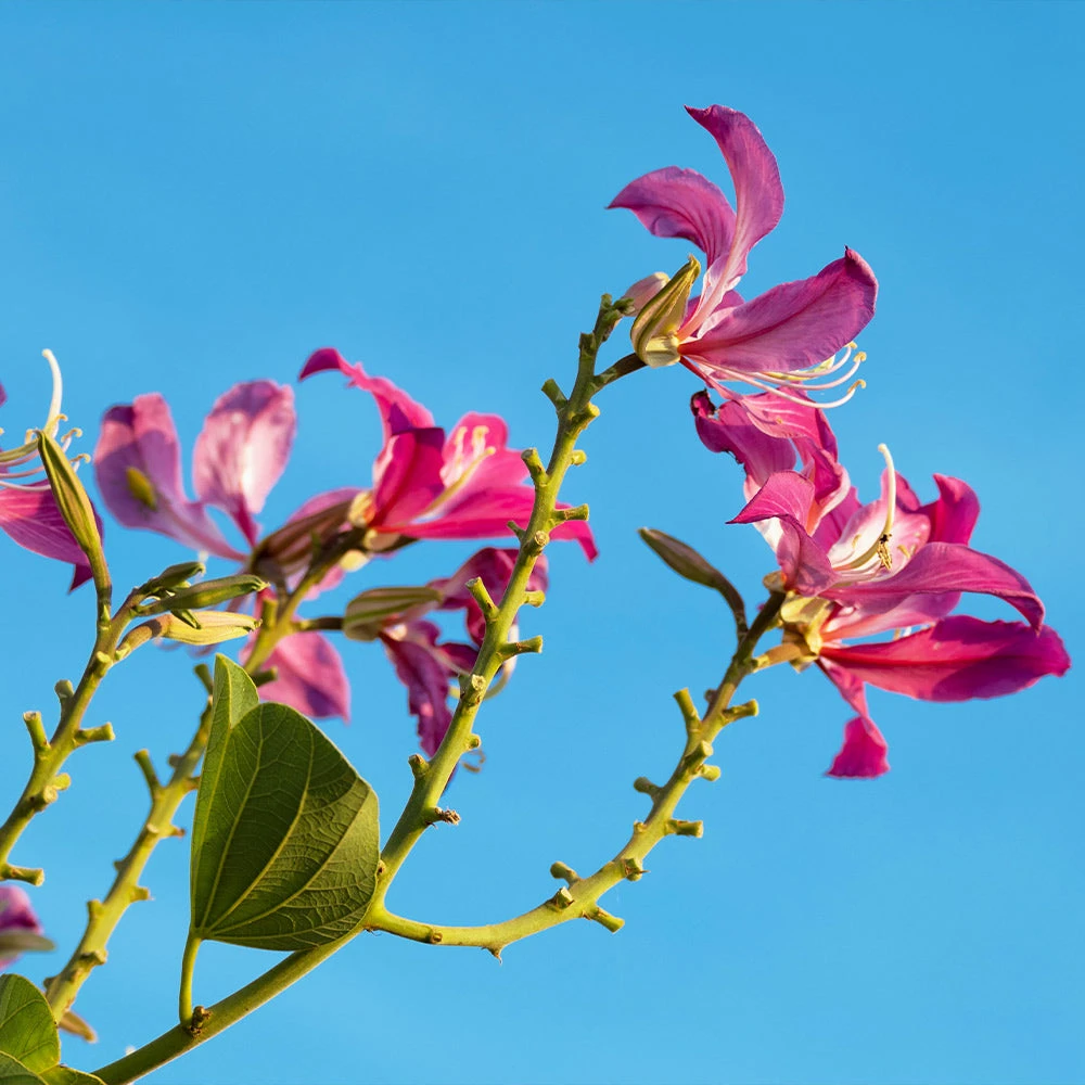 Hong Kong Orchid Tree - Image 5