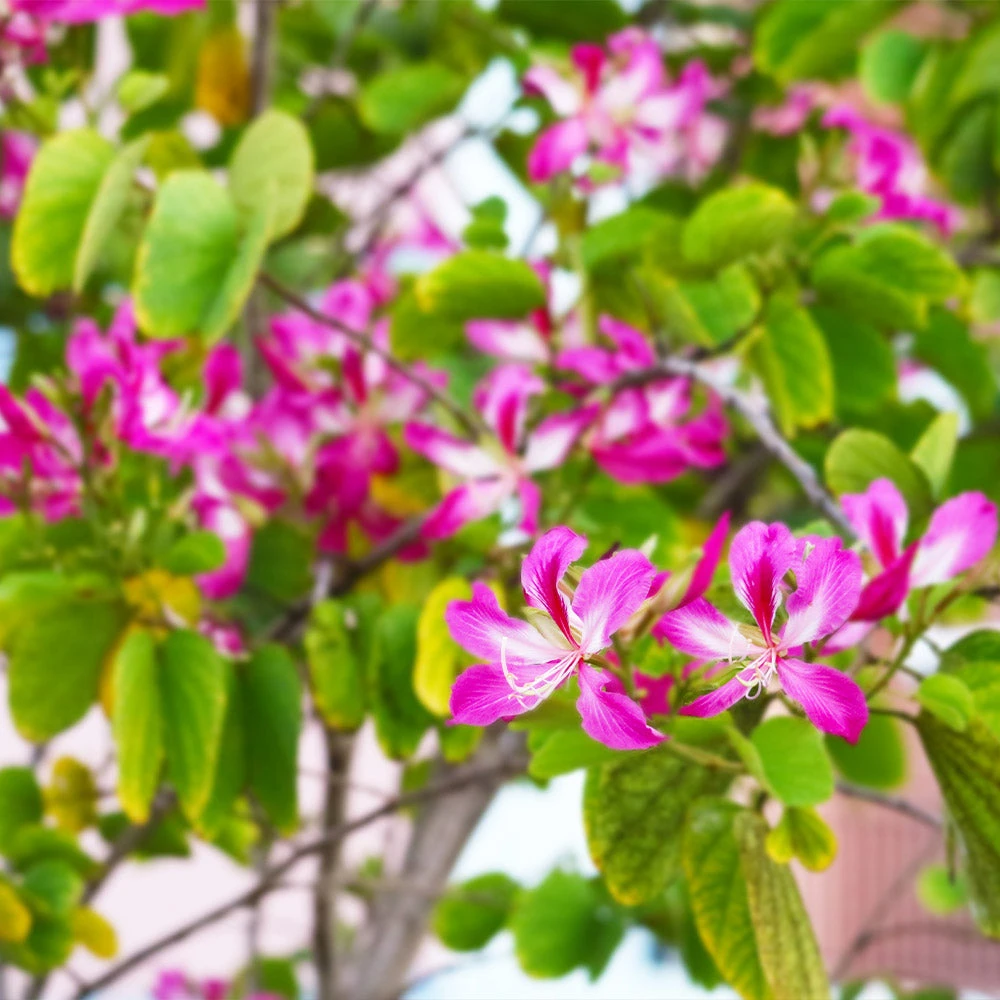 Hong Kong Orchid Tree - Image 4
