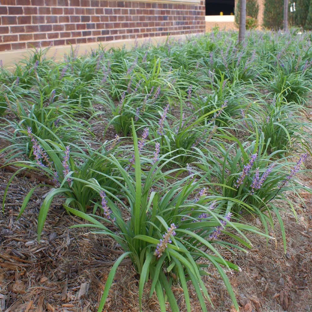 Big Blue Liriope Plant - Image 3