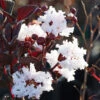 Black Diamond® Pure White Crape Myrtle Tree