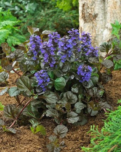 Black Scallop Ajuga Plant - Image 2
