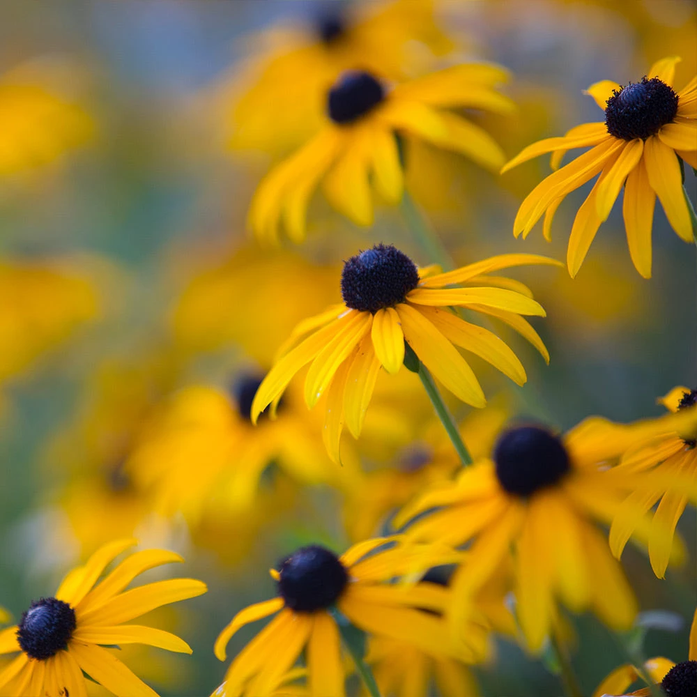Goldsturm Black-Eyed Susan - Image 2