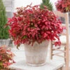 Blush Pink™ Nandina Shrub