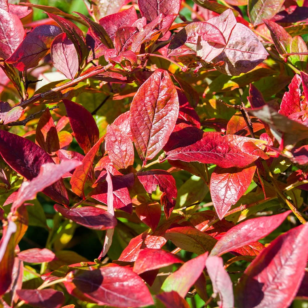 Brightwell Blueberry Bush - Image 4