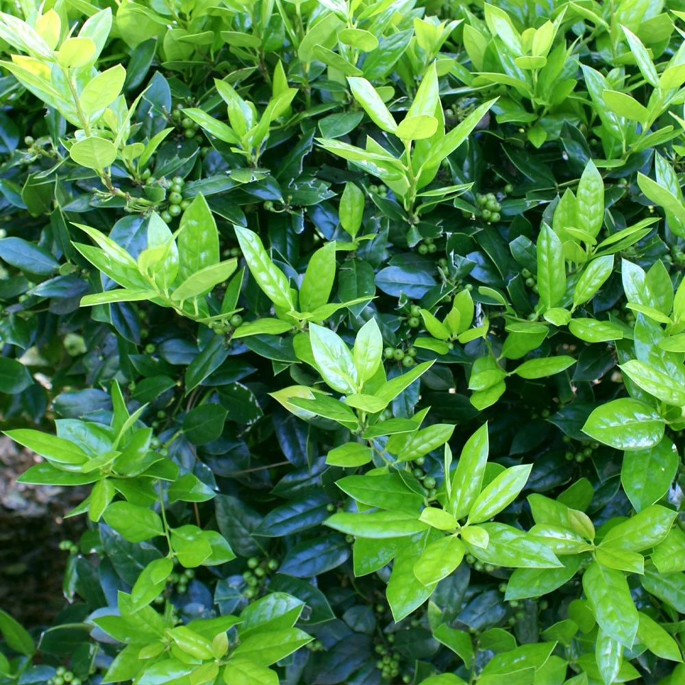 Dwarf Burford Holly Shrub - Image 4