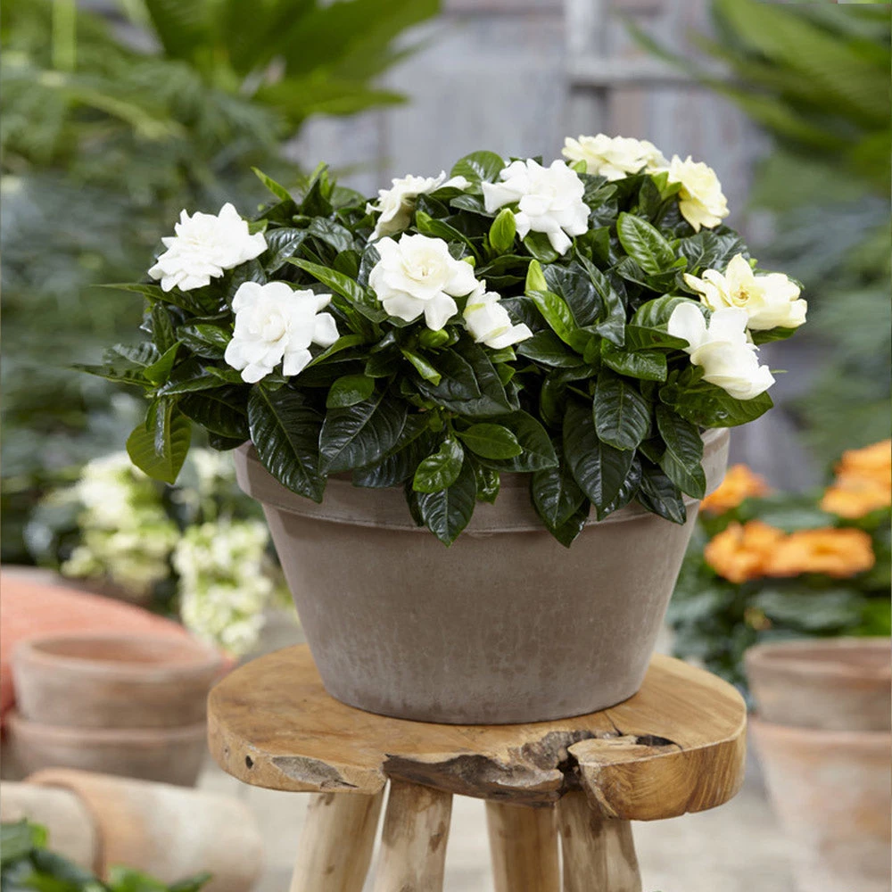 Buttons Gardenia Shrub - Image 3