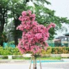 Cherokee Crape Myrtle Tree