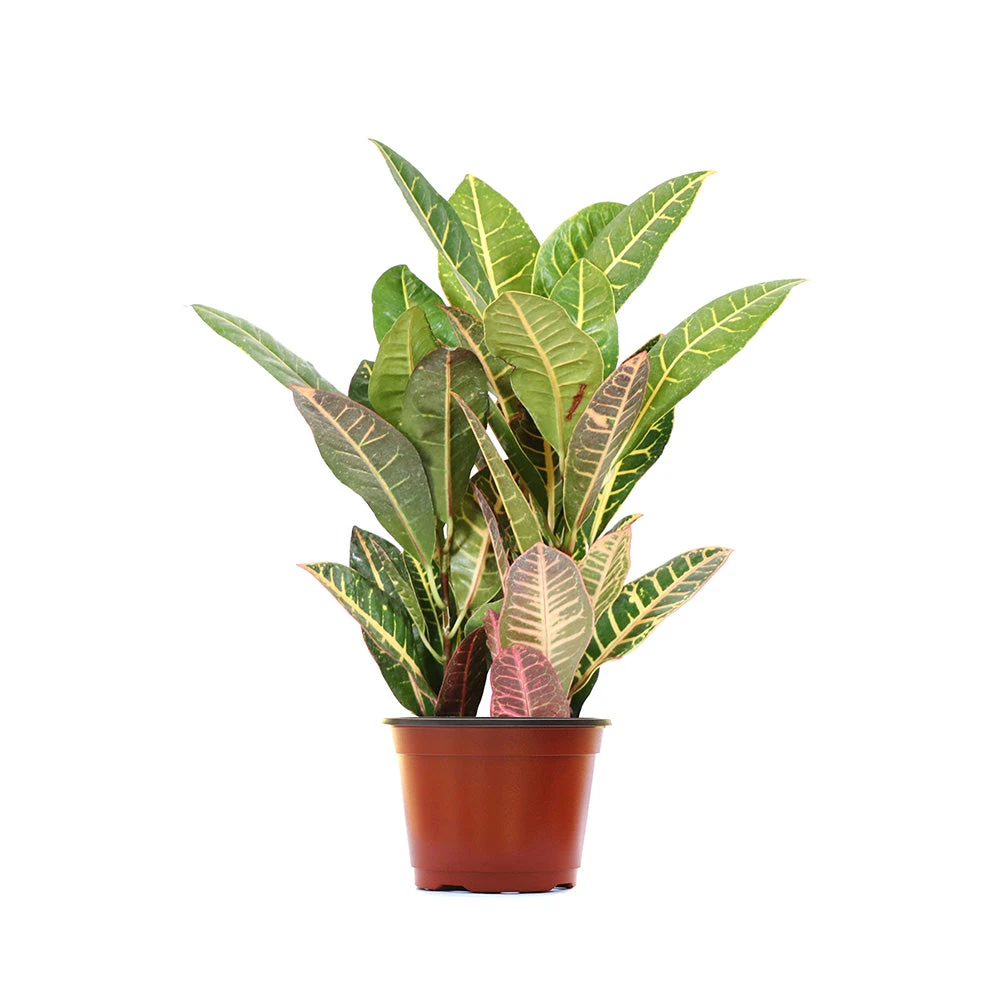 Croton Plant - Image 10