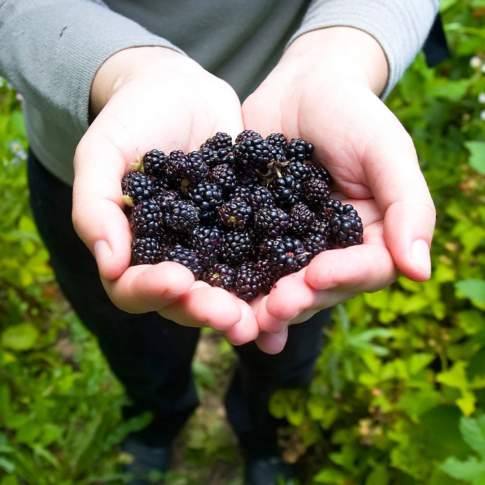 Black Raspberry Bush - Image 3