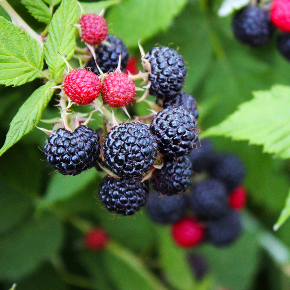 Black Raspberry Bush - Image 2