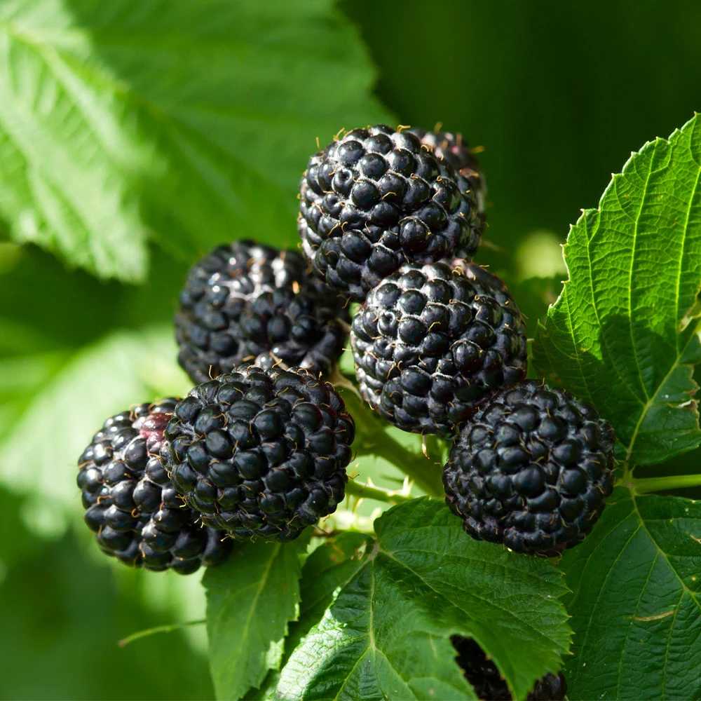 Black Raspberry Bush - Image 4