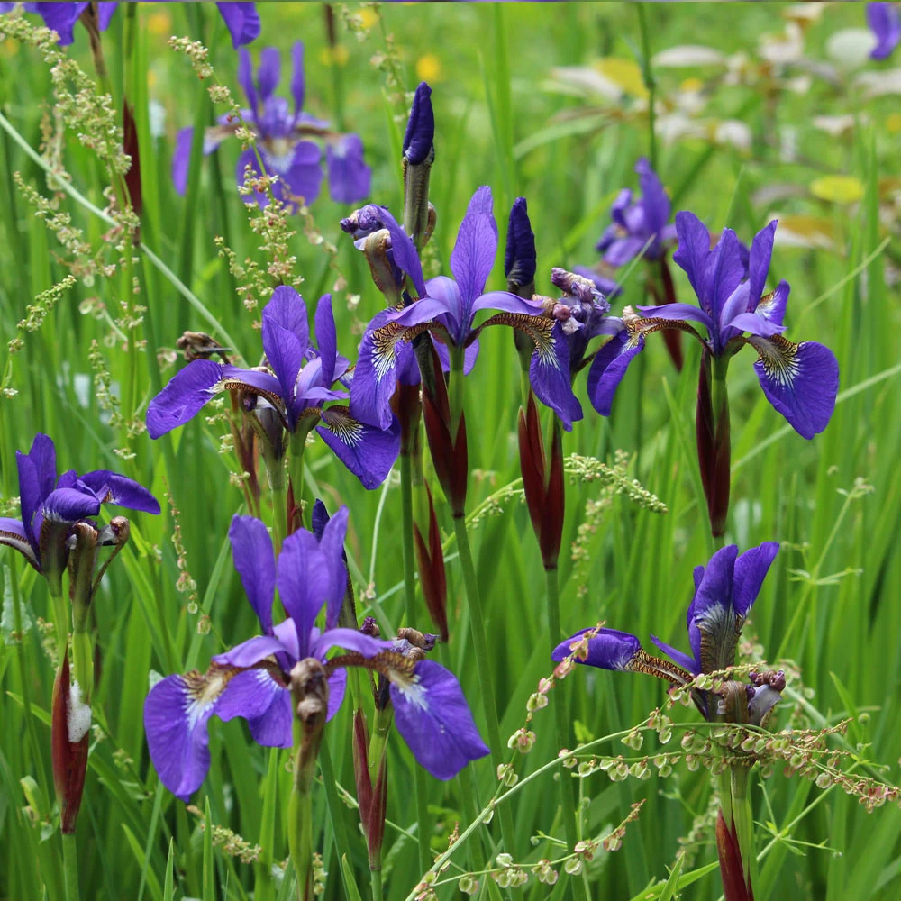 Caesar's Brother Siberian Iris - Image 4