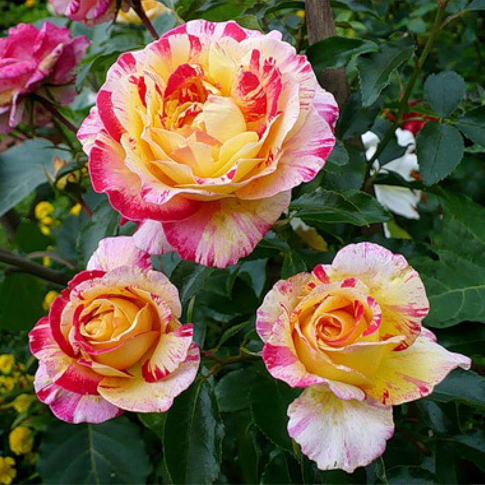 Camille Pissarro™ Rose - Image 2