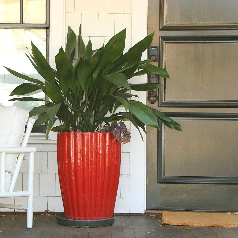 Cast Iron Plant - Image 4