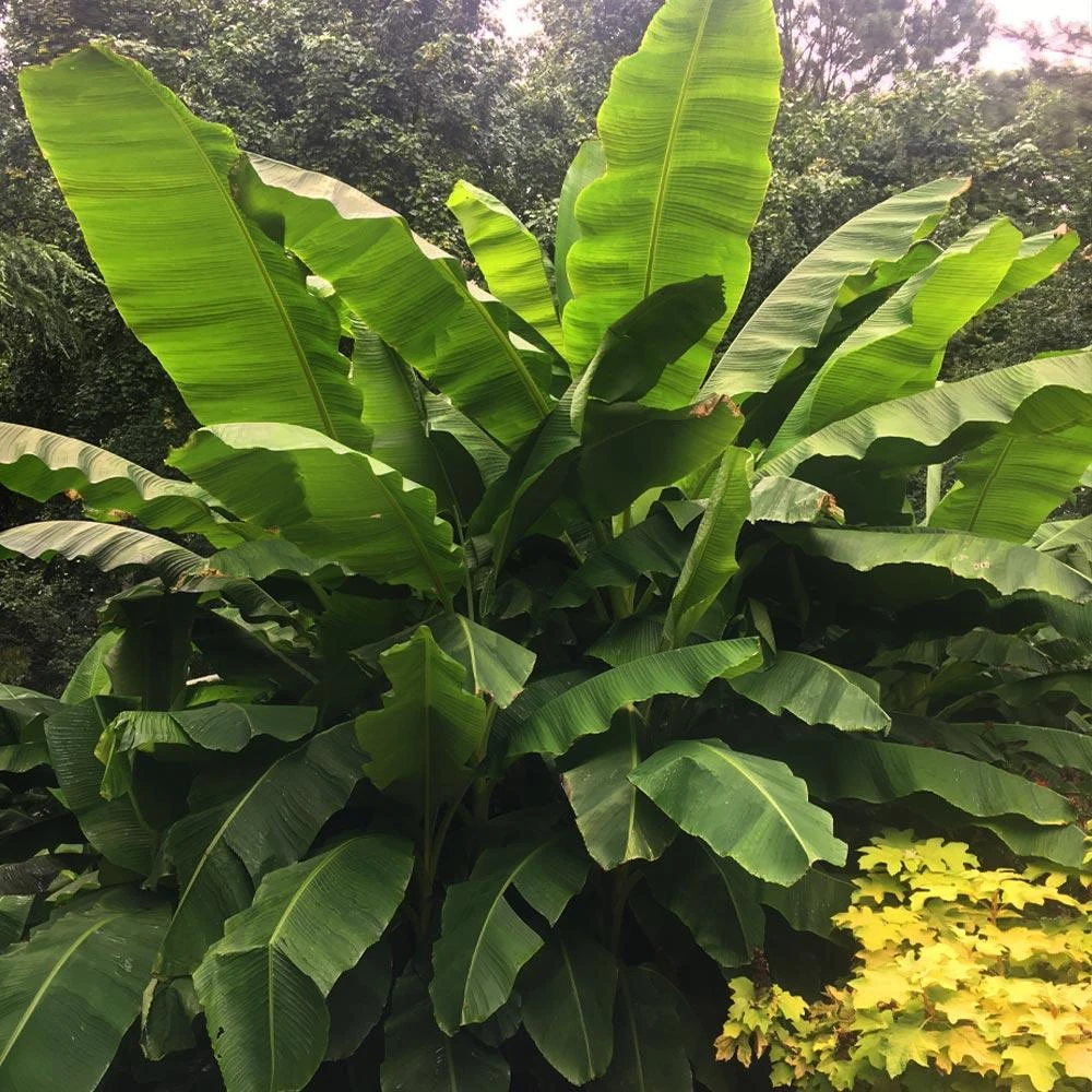 Dwarf Cavendish Banana Tree - Image 3