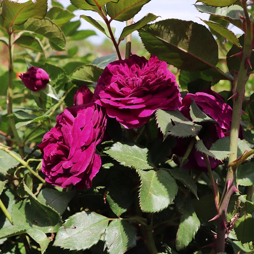 Celestial Night™ Rose Tree - Image 2